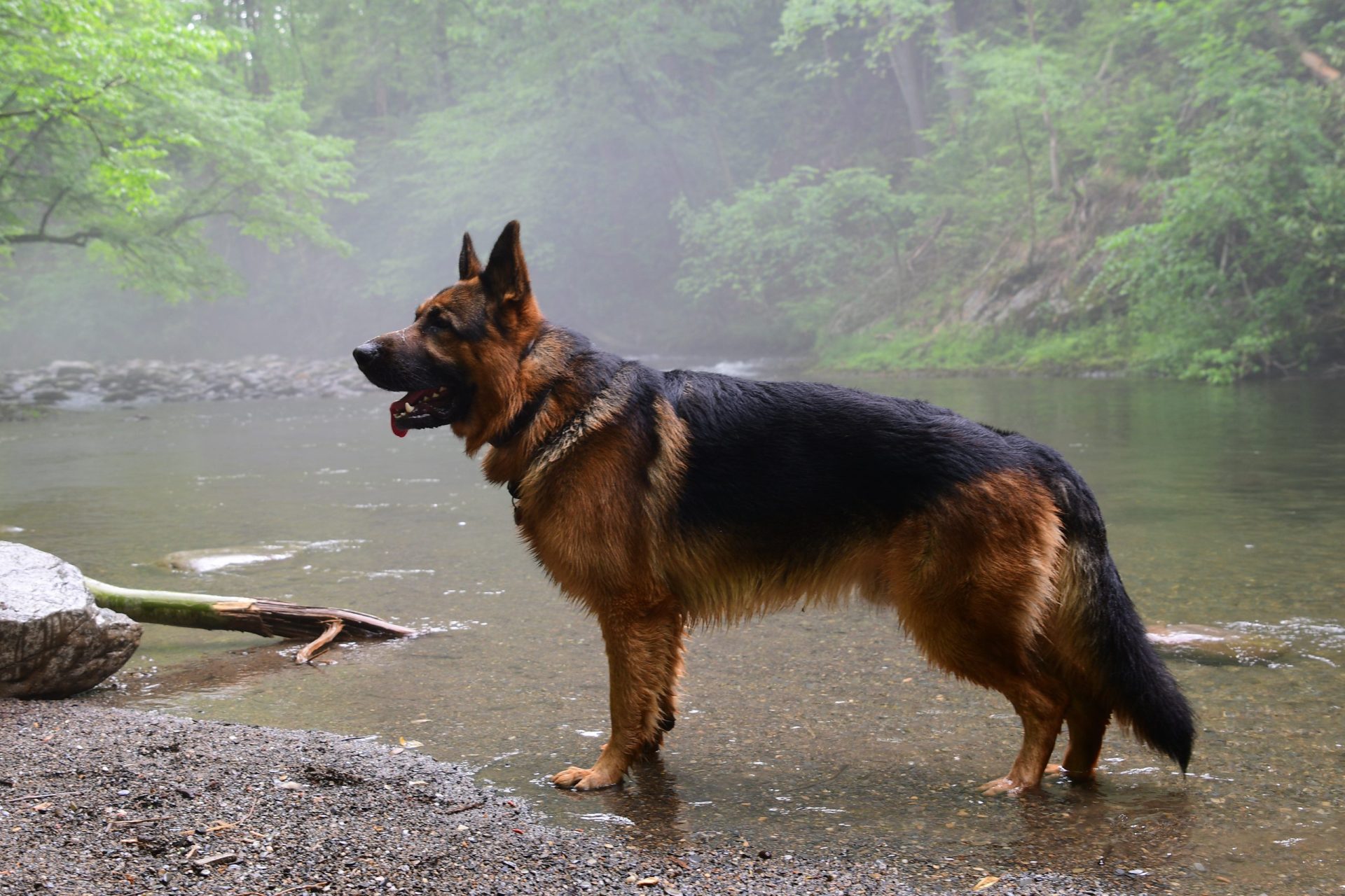 German Shepherd practicing obedience training at K9 Advocates