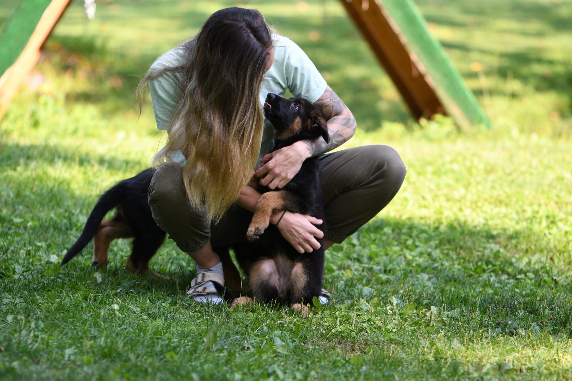 German Shepherd Puppies with their handler.