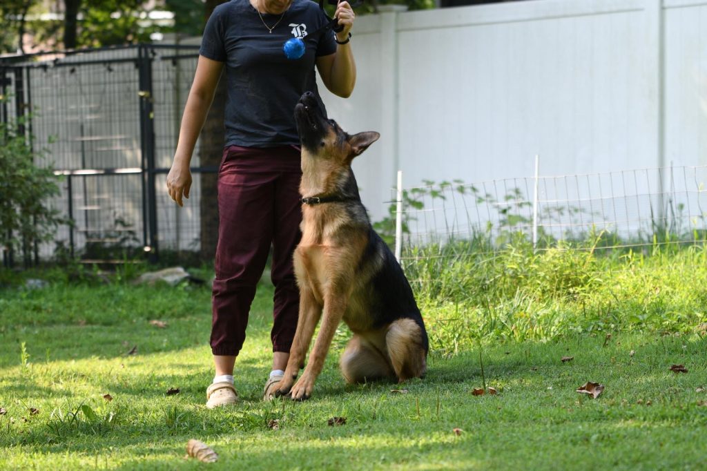 Personalised training programs for german shepherds and other breeds