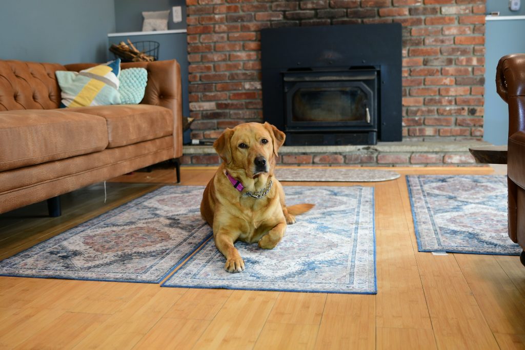 Dog boarding and daycare for all dog breeds and sizes. 